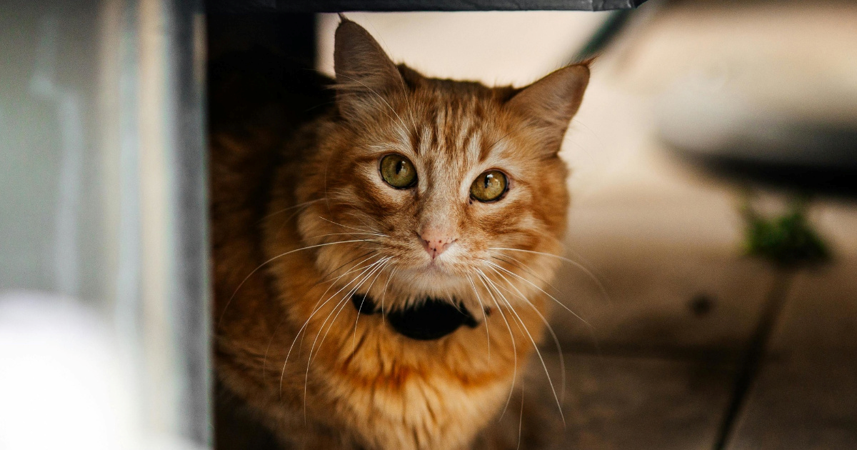 Navike koje mačke čine sretnima