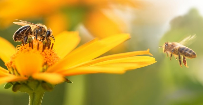 Na svijetu drastično pada broj pčela, SAD za njih odobrio prvo cjepivo
