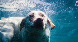 VIDEO Neke životinje vole vodu, a neke baš i ne. Zabavite uz simpatičan video