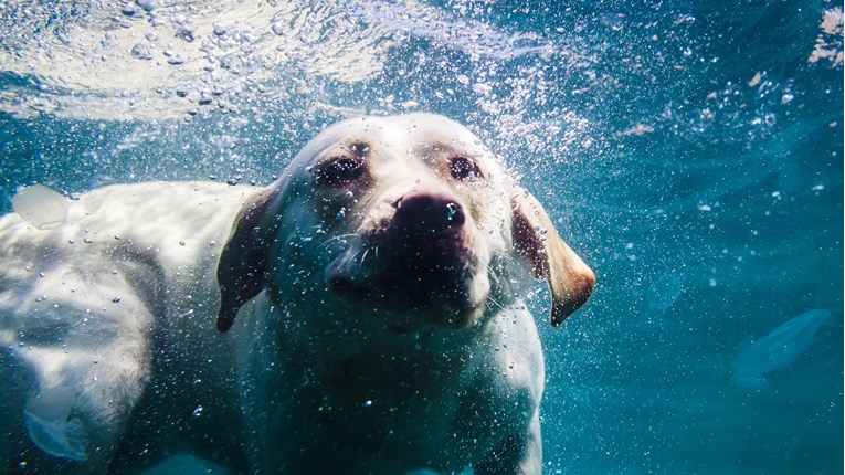 VIDEO Neke životinje vole vodu, a neke baš i ne. Zabavite se uz simpatičan video