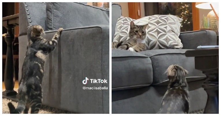 7 milijuna pregleda: Mačak prvi put ugledao drugu mačku, njegova reakcija je hit