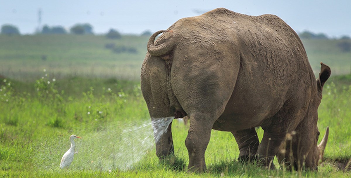 Ovo su pobjednici natječaja za najsmješniju fotku životinja u divljini