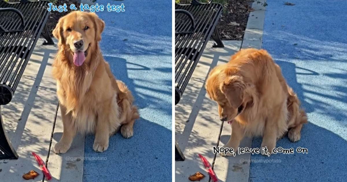 Zlatni retriver pokazao je nevjerojatnu samokontrolu pred piletinom na ulici