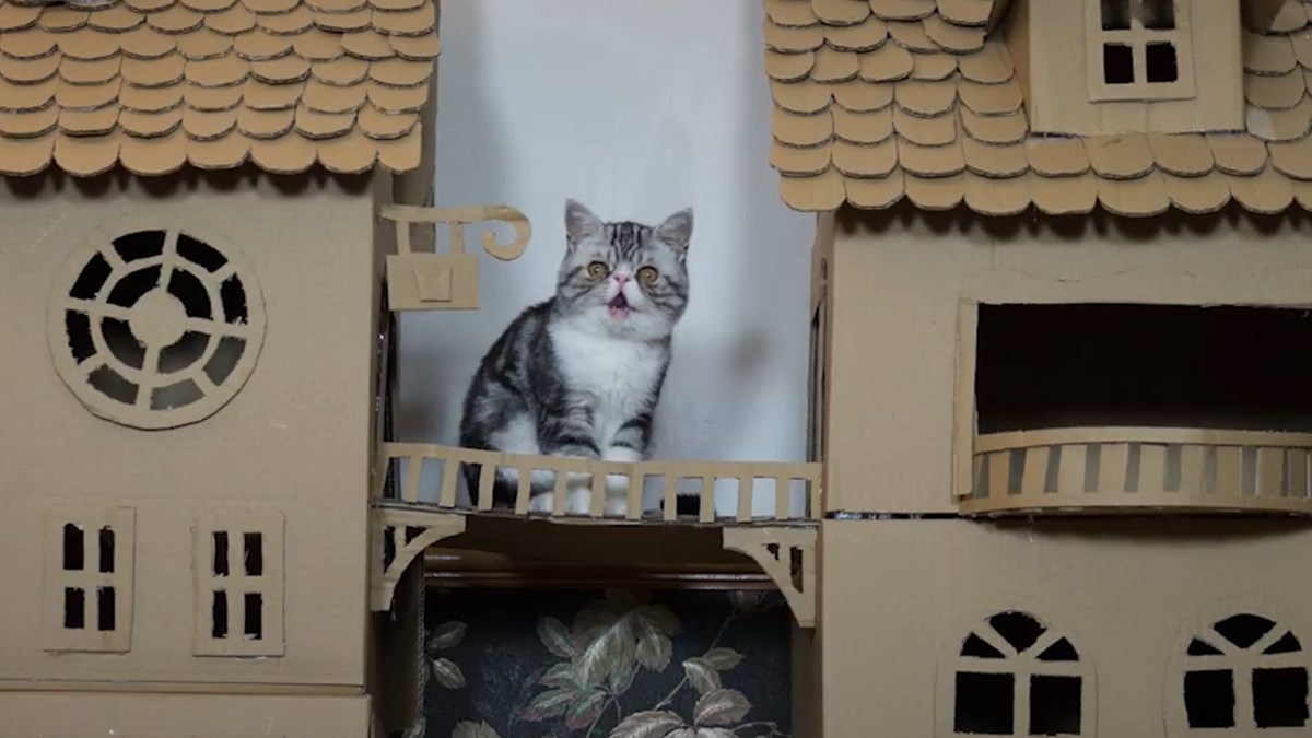 Vlasnica mu je napravila dvorac, pogledajte njegovu reakciju