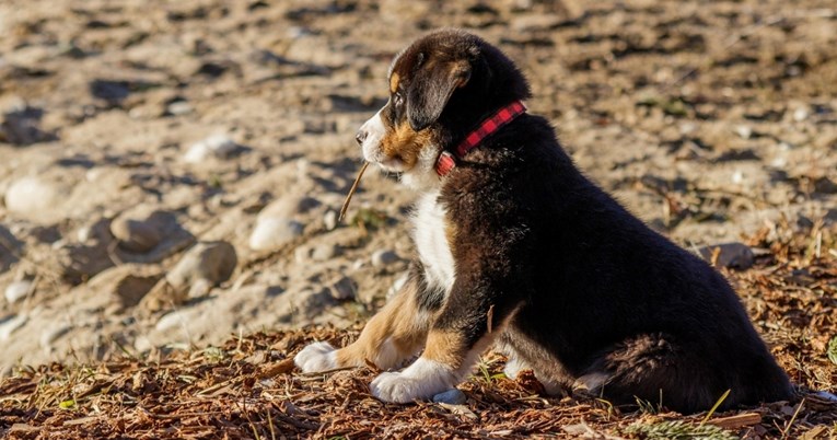 Vlasnici pasa, oprez! Školjke na plaži mogu biti opasne za ljubimce