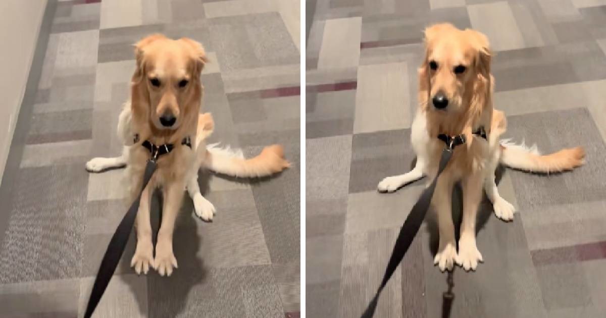 Zlatni retriver odbio šetnju jer ga nije vodila vlasnica. Video ima milijune pregleda
