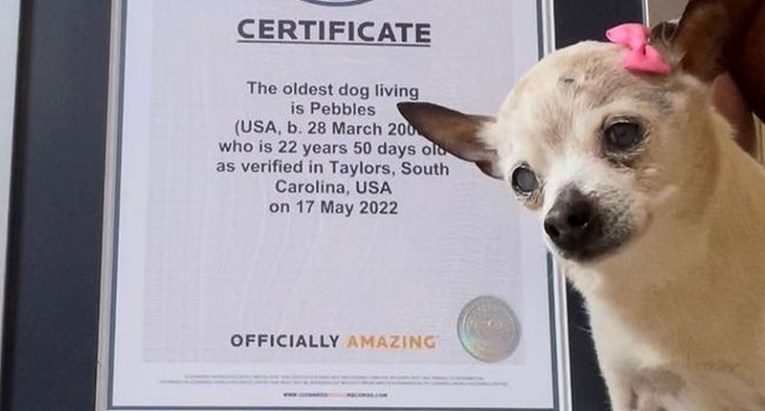 Uginula je 22-godišnja čivava koja je nosila titulu najstarijeg psa na svijetu