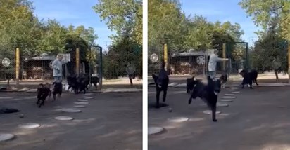 VIDEO Pogledajte kako izgleda povratak pasa u njihovo dvorište u azilu nakon igre