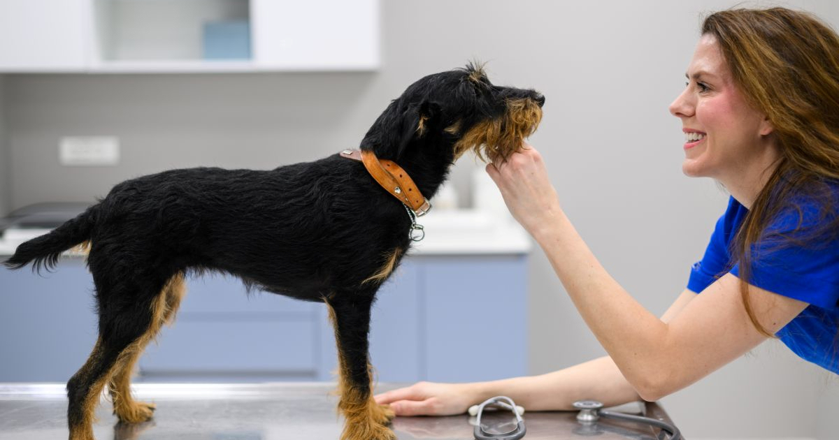 U Splitu otvorena veterinarska bolnica