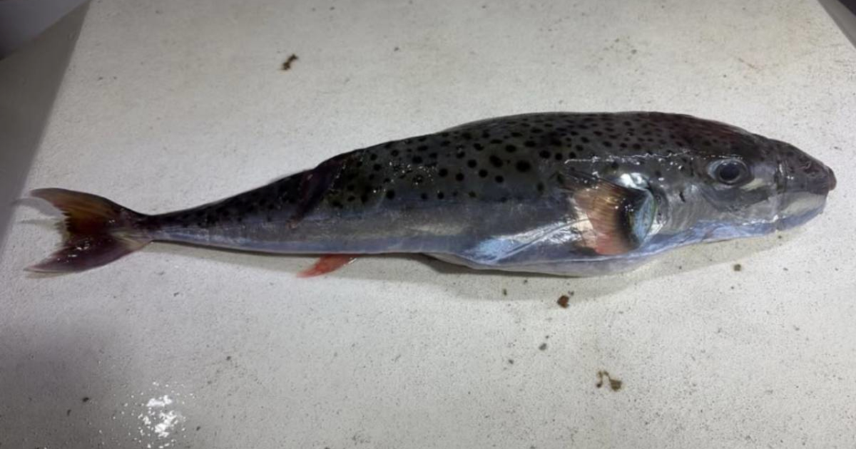 Otrovna riba ulovljena kod Splita, konzumacija može biti smrtonosna