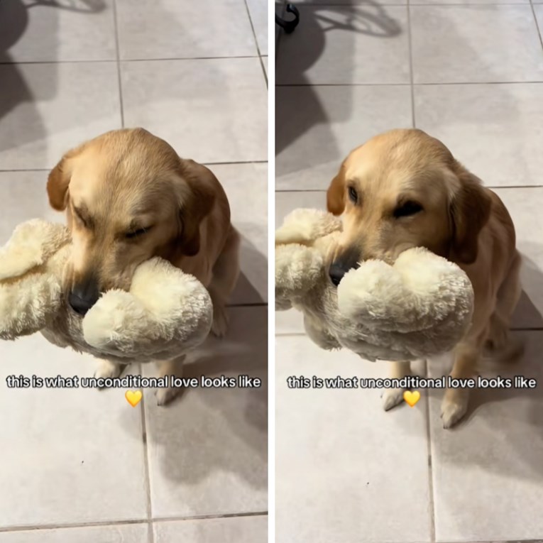 Prizor koji topi srca: Pogledajte način na koji zlatna retriverica dočekuje vlasnike