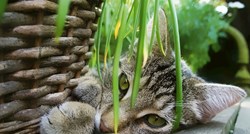 Kombinacija opasna za život kućnog ljubimca: Radoznala mačka i mirisni ljiljan