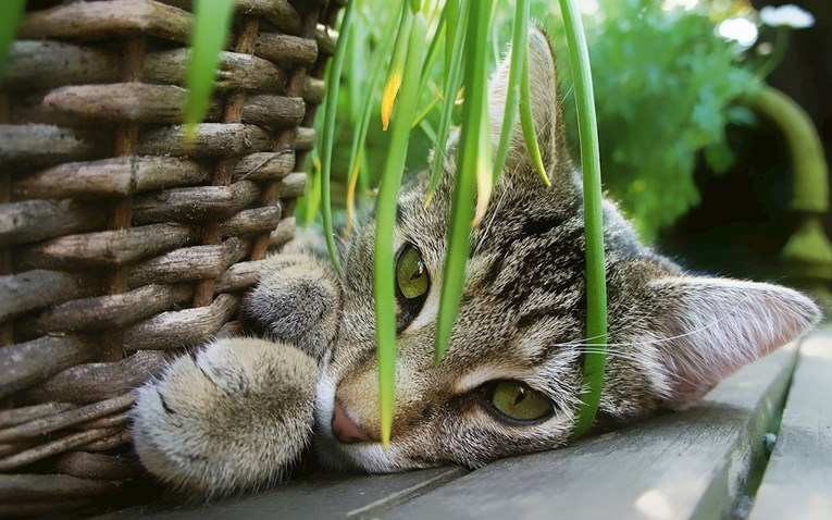 Kombinacija opasna za život kućnog ljubimca: Radoznala mačka i mirisni ljiljan