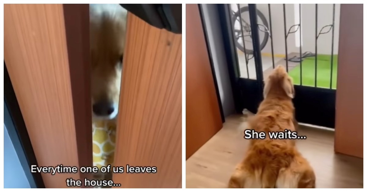Kad njeni ljudi odu od kuće, ova kujica strpljivo čeka ispred vrata. Cijelo vrijeme