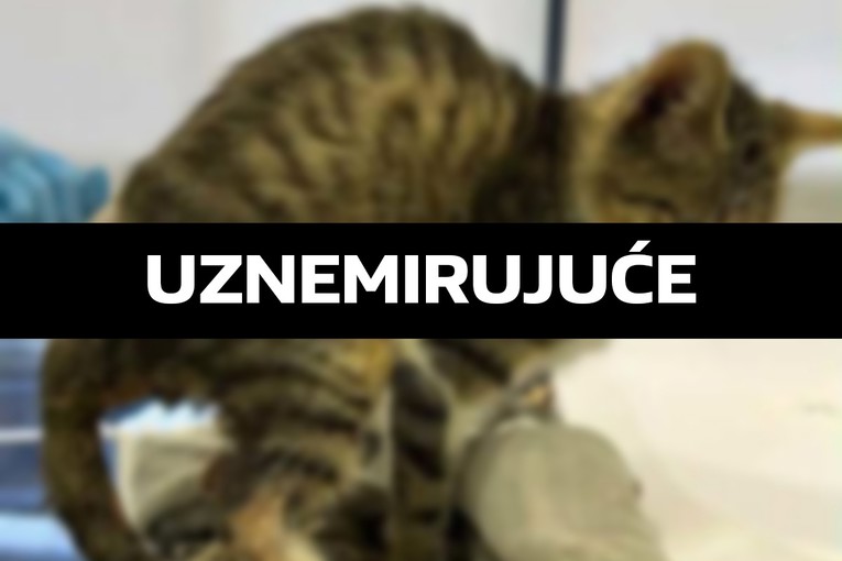 Udruga: Na školskom igralištu u Zagrebu cipelarili mačića, iščupali mu rep