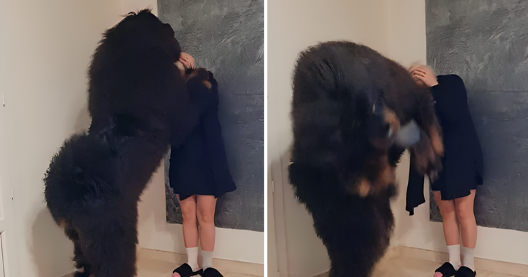 Snimka ogromnog psa zaprepastila je ljude na internetu: "Čiji je ovo konj?"