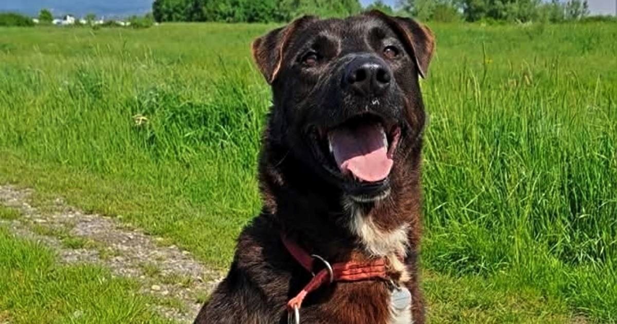 Terryja su vlasnici ostavili nakon potresa, 4 godine ga nitko nije poželio udomiti