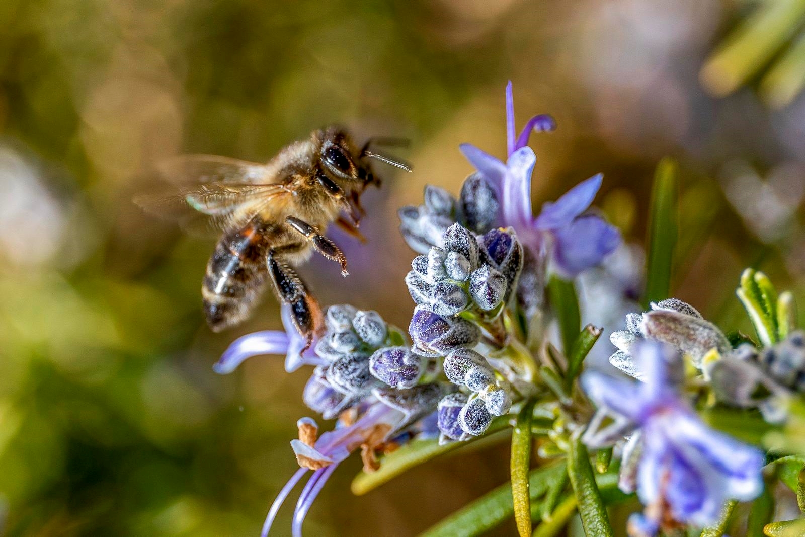Na snazi novi zakon, u vrijeme cvatnje zabranjeni pesticidi opasni za pčele