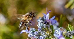 Na snazi novi zakon, u vrijeme cvatnje zabranjeni pesticidi opasni za pčele