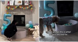 VIDEO Pripremila psu rođendansko iznenađenje, njegova reakcija nasmijala sve