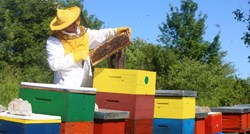 Državni tajnik: Broj pčelara porastao za 2000, pčelinjih zajednica za 110 tisuća