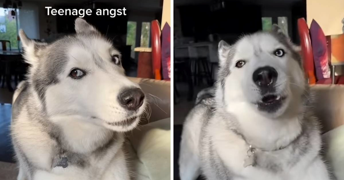 Preslatka haskica osvojila internet svojim zanovijetanjem