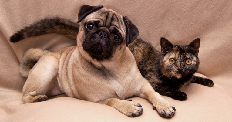 Savršene su ako imate mačku: Pasmine pasa koje vole društvo drugih životinja