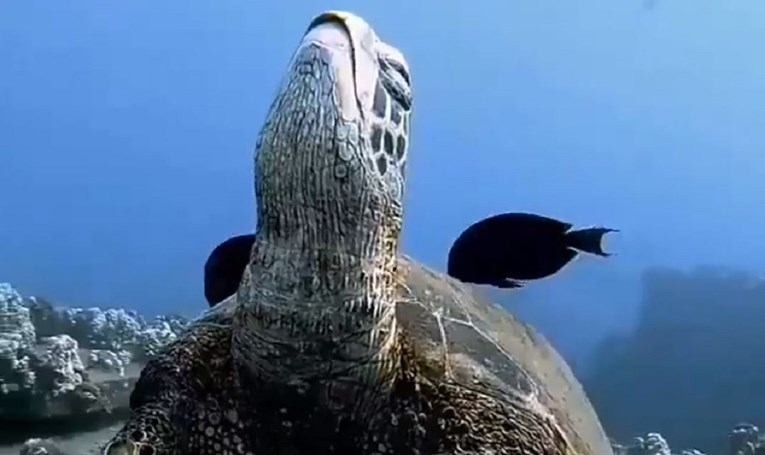 Video koji prikazuje kornjaču kako spava u vodi fascinirao ljude