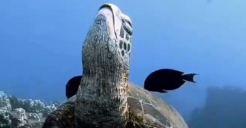 Video koji prikazuje kornjaču kako spava u vodi fascinirao ljude