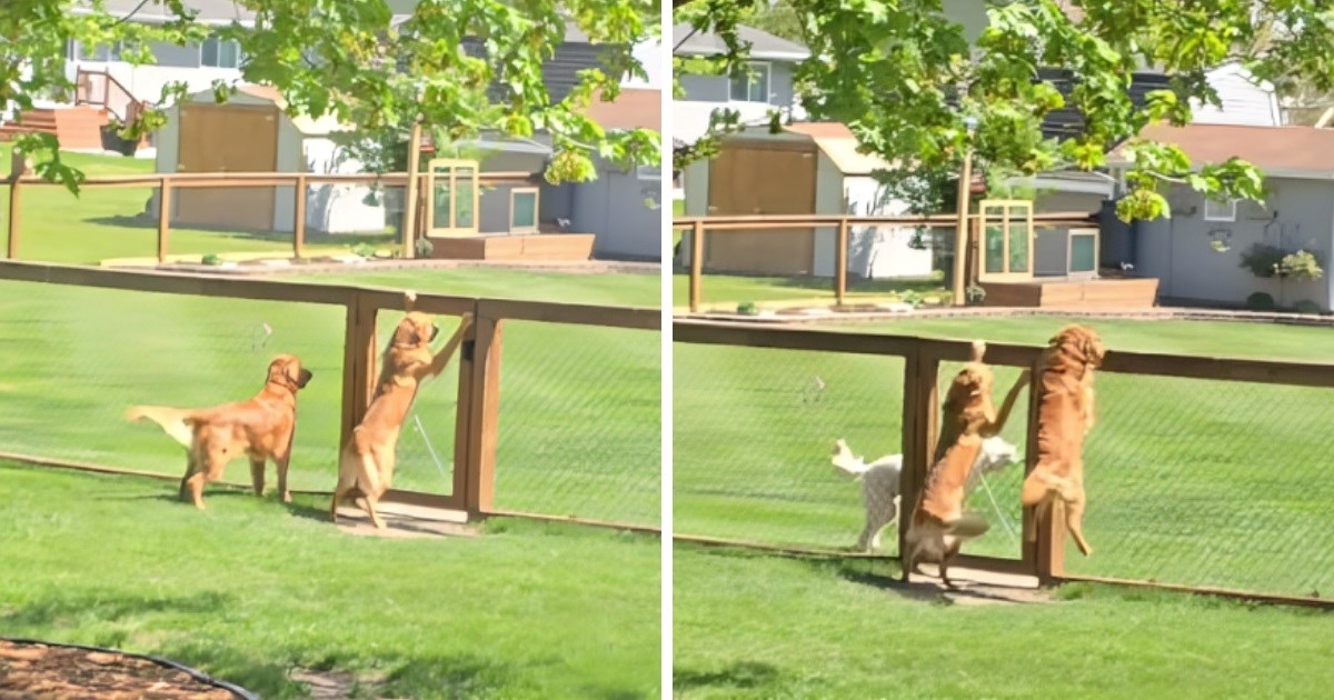 Zlatni retriveri uzbuđeno čekaju na igru sa susjedovim psom, prizor će vas nasmijati