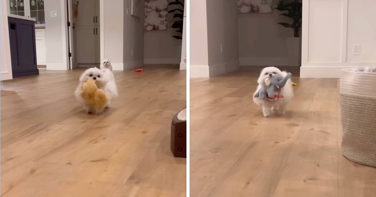 Ponosna maltezerica nosi svoje igračke kao bebe