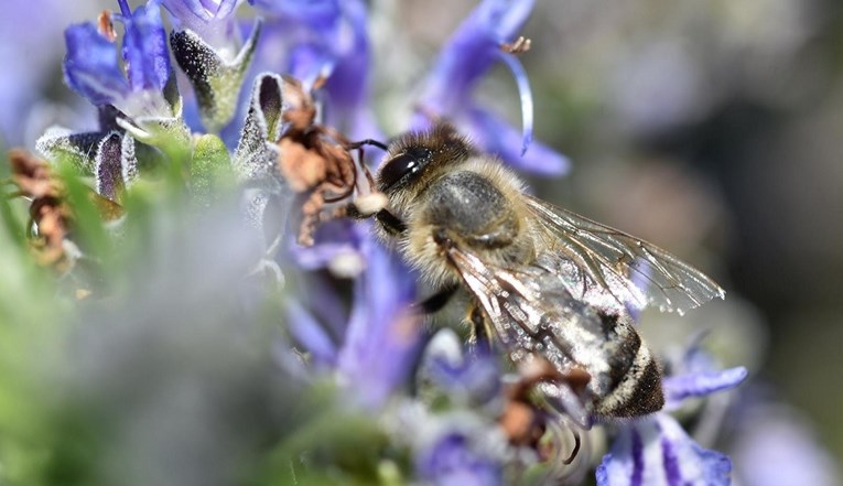 Studija: Pčele bolje oprašuju kad konzumiraju kofein