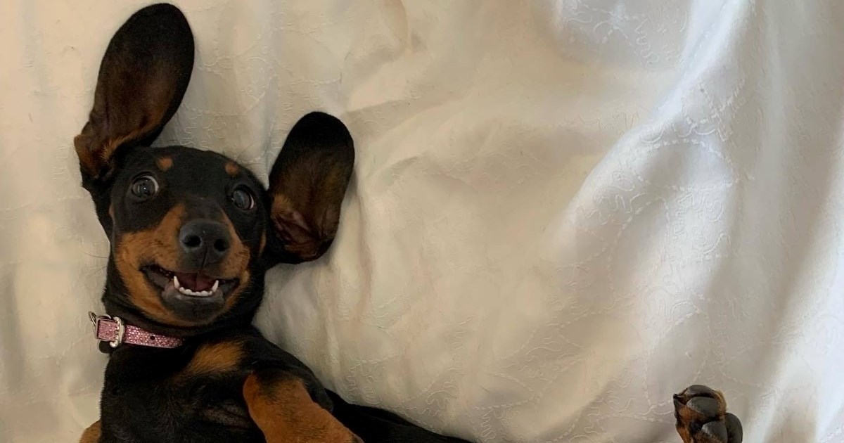 Jazavčarka nestala 2023. nađena nakon 16 mjeseci. Preživjela je u divljini