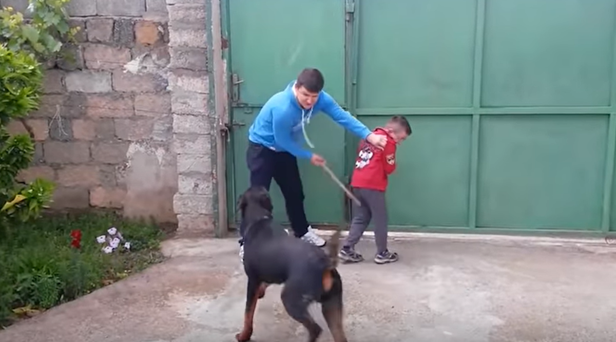 Lojalni i hrabri psi obranili vlasnike, napadačima nisu dali ni blizu