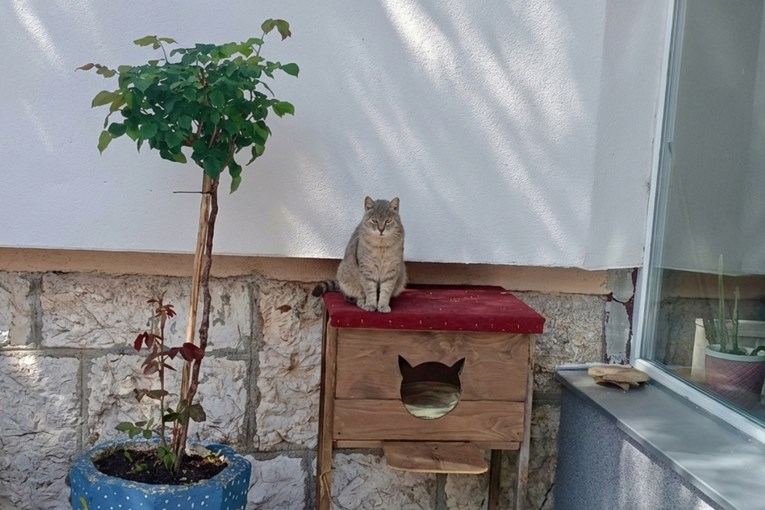 Djeca ga hrane, nastavnici vode veterinaru: Upoznajte mačka Mirzu, živi u školi