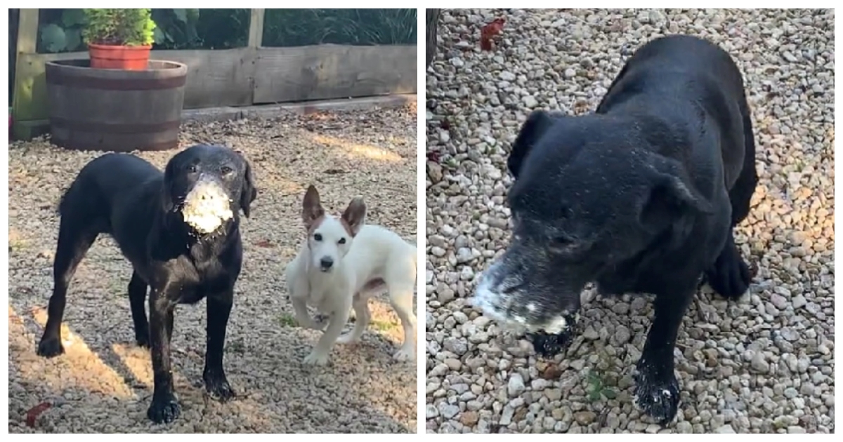 VIDEO Pokušajte pogoditi čime se bavio ovaj mali lopov koji je jako naljutio vlasnicu