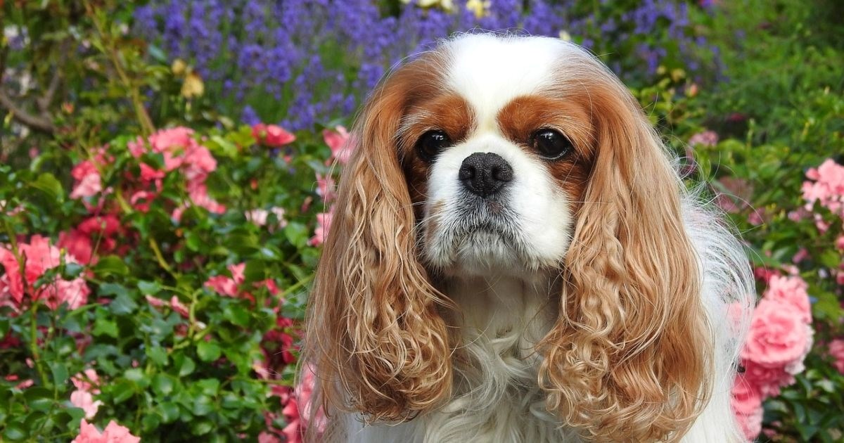 Sedam pasmina pasa koje obožavaju društvo i ne vole biti same