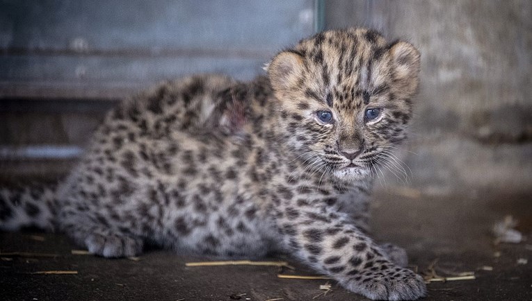 Leopard pobjegao iz šume u Indiji, ulazio u kuće i odmarao se na balkonu