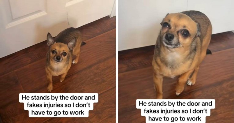 18 mil. pregleda: Pas se pravi da je bolestan jer ne želi da vlasnica ide na posao