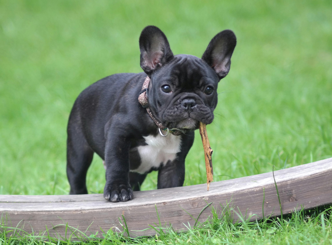 Kako vrijeme utječe na ponašanje pasa i mačaka
