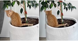 Ova maca izluđuje svoju vlasnicu. Uvijek kaka samo kod biljke u stanu i ne odustaje