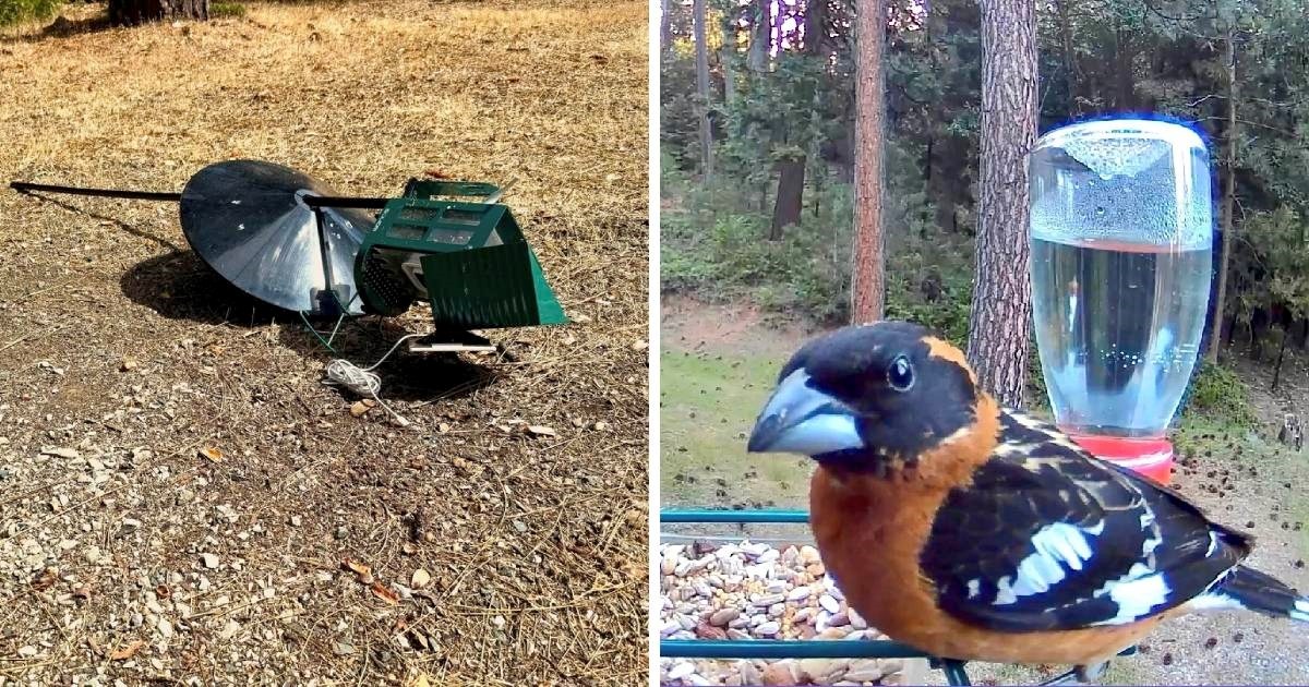 Muškarac kupio hranilicu za ptice, ali ubrzo ju je srušio jedan od ovih šest uljeza