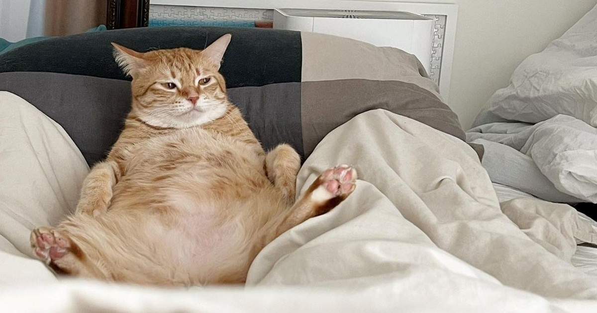 Luffyja uspoređuju s Garfieldom, kad vidite kako živi, sve će vam biti jasno