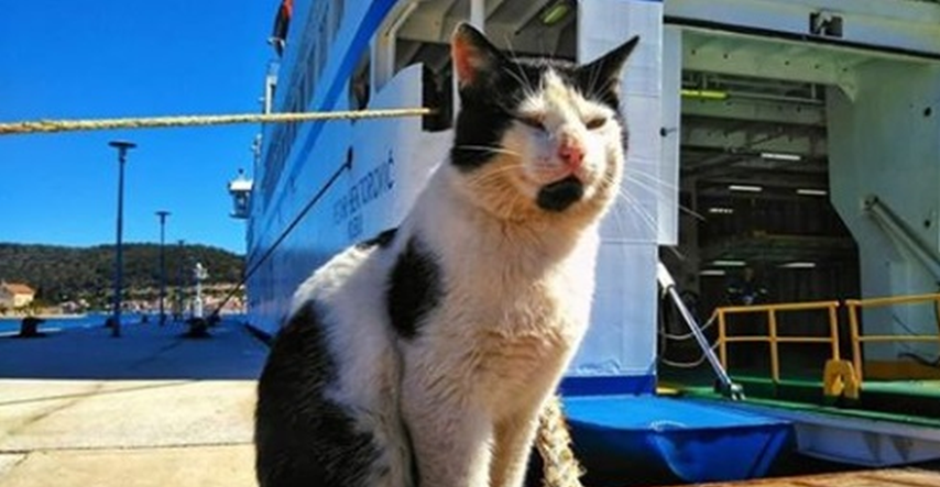 Sretna vijest: Pronađen mačak Lučki, vraća se kući na Vis