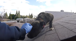 Uplašeni pas na krovu čekao spasitelje. Kada ih je vidio, poludio od sreće