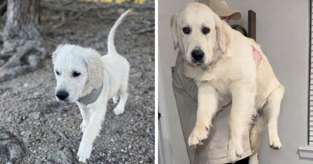Vlasnici uzeli štene zlatnog retrivera. Iznenadili se koliko je narastao u 7 mjeseci