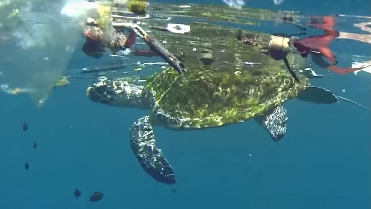 Plastični otpad u moru ubija životinje na najgori način. Zamislite takav život