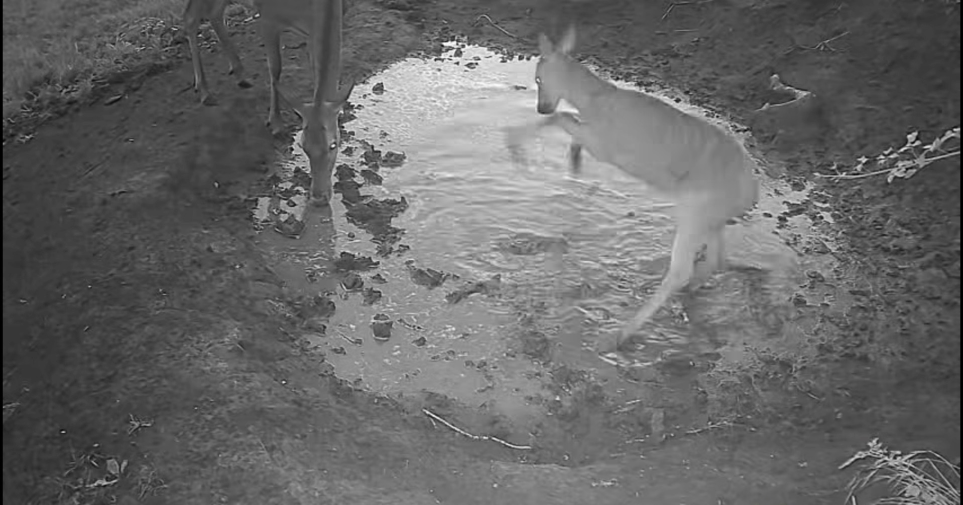 Lane u Gorskom kotaru razveselila lokva nakon kiše. Snimka je nešto najslađe ikad