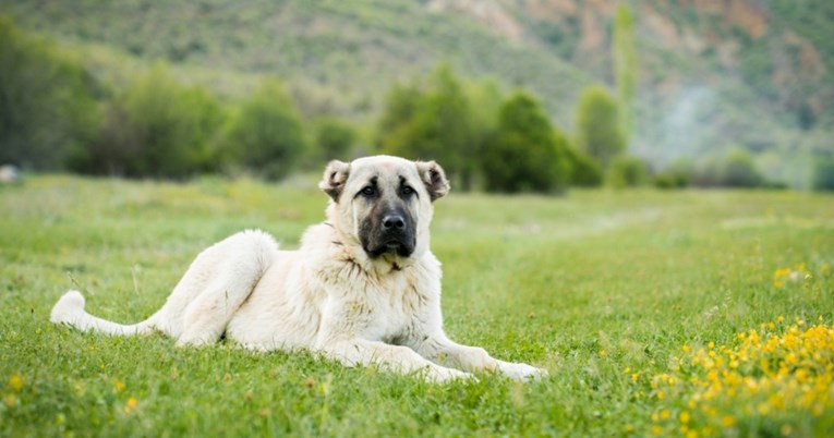 Kangal: Rijetka pasmina protiv koje ni medvjedi nemaju šanse