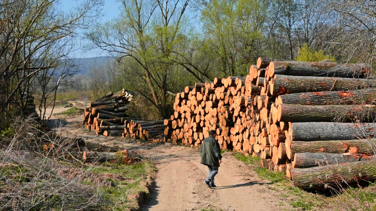 Muškarac kod Obrovca pokrao dvjestotinjak stabala hrasta i graba od šumarije